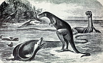 Illustration of Laelaps (Dryptosaurus) confronting Elasmosaurus with Hadrosaurus foraging in the background. From Edwin Drinker Cope 'The fossil reptiles of New Jersey' in 'American Naturalist' vol 3...