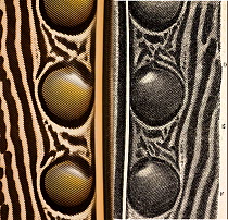 Great Argus Pheasant feather (Argusianus argus). Composite photograph of Argus secondary wing feather left and right Fig 56. Page 143 Vol II of Charles Darwin 'The Descent of Man and Selection in Rela...