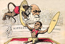 'L'homme descend du singe' cartoon caricature by Andre Gill, 18th August, 1878, La Lune, Paris. Gill shows a monkey with the face of French materialist Emile Littre encouraging a similarly simian Darw...