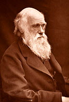 Photograph of Charles Darwin taken by his son Leonard around 1874 when Darwin was in his mid sixties. It appeared in 'Charles Darwin. A Paper Contributed to the Transactions of the Shropshire Archaeol...