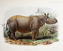 Illustration of Javan Rhinoceros (Rhinoceros sondaicus) in an article by P.L Sclater on the Rhinoceros in captivity in London Zoo (Trans Zool Soc Vol9 Pl. XCVI). Fine contemporary coloured lithograph...