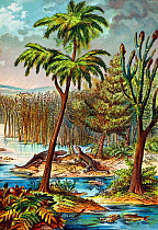 Illustration of Permian swamp showing Archegosaurus amphibians and Palaeoniscis fish among large Lepidodendron (2 right) and Sageneria (3 left) trees. Vivid colour lithograph from 'Dr. Schubert's Natu...