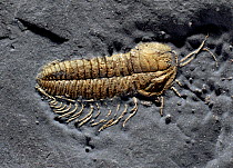 Fossil Trilobite (Triarthus eatoni) showing rare pyrites preservation of the limbs and antennae. From the late Ordovician 'Beecher's Bed' of Oneida County, New York, USA. The site is named after Charl...