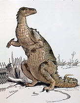 Restoration of the Iguanodon by Alice B. Woodward from Lydekker's The Royal Natural History' Frederick Warne and co, 1896. This is one of the first reconstructions to correctly show the Iguanodon's th...