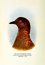 'Martha' the last passenger pigeon, (Ectopistes migratorius), who died Cincinnati Zoo, September 1st, 1914. This portrait of her published in March 1915 as the Frontispiece to William Hornaday's 'The...