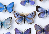 Male Large Blue Butterfly (Maculinea eutryphon / arion) collected in 1865. It is here surrounded by other extant UK blue butterfly species. The large Blue was first recorded as a British species in 17...