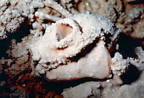 Skull of extinct lemur (Mesopropithecus dolichobrachion) with calcite surface crystalisation, discovered by the photographer in the Ankarana Caves of Northern Madagascar. Pictured on site in 1987, the...