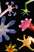 Photomontage of living gecko feet showing a variety of forms. Gecko feet employ very small subdivided filaments to bond with their substrates at the molecular level using Van Der Waals' forces. Every...