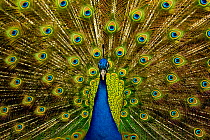 Male peacock (Pavo cristatus) displaying his ocellated tail feathers.