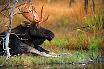 Moose (Alces alces) bull resting by water. Grand Teton, Wyoming, USA, September.