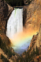 Lower Yellowstone Falls, Yellowstone river. These 33 meter high falls are the largest volume falls in the Rocky Mountains of the USA. The yellow rock around the river is a thermally degraded (hydrothe...