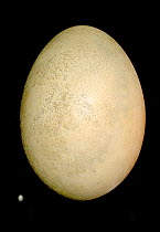 Elephant bird egg (Aepyornis maximus) 30cm compared to a Calliope hummingbird egg (Stellula calliope) 12mm. The Aepyornis egg volume holds around 7 to 10 litres, the hummingbird's a few millilitres. T...