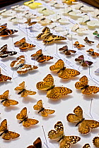 A collector's case of British butterflies with representatives of the major native groups (except skippers) visible. There are some 59 breeding butterflies in the UK and four former breeders.