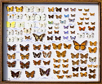 A collector's case of British butterflies. There are some 59 breeding butterflies in the UK and four former breeders, as well as rare migrants like the monarch all the way from America, represented he...
