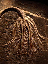 Fossil of Traumatocrinus hsui, a crinoid, Xiaowa formation, Guizhou, China. Calyx and arms about 20 cm. stem could reach over a meter. Late Triassic/early Jurassic. This type of pelagic crinoid attach...