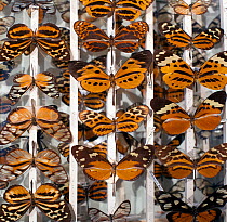 Tiger complex mimics, (Heliconids), an old collection of butterflies in the famous 'tiger complex'. This is a group of around 200 species of mostly toxic South American species which share a similar p...