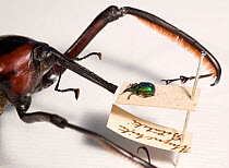 Two species of weevil showing the size disparity even in single families of insect. The larger is the Bamboo weevil of East Asia Cyrtotrachelus dux, the smaller is identified (perhaps misidentified) o...