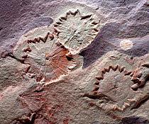 Putative cryogenian cnidarian fossil impressions from the Ranford formation of Australia, of a form reminiscent of the modern Porpita porpita (blue button colonial hydroids). The structure has also be...
