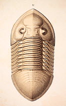 Trilobite (Asaphus platycephalus) from 'Organization of the Trilobites' by Hermann Burmeister, appearing in the Ray Society translation of his work published in 1846. The Illustrations and engravings...