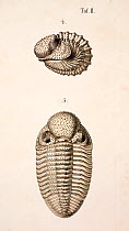 Illustration of Trilobite (Phacops latifrons) enrolled and open, from 'Organization of the Trilobites' by Hermann Burmeister, appearing in the Ray Society translation of his work published in 1846. Th...