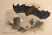 Illustration of Greater Horseshoe Bat (Rhinolophus ferrumequinum) from Jardine's 'Naturalist's Library' series engravings by Lizars, drawn by Stewart. Published mid 1830's.