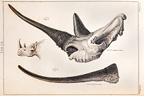 Illustration of Black Rhinoceros (Diceros bicornis) head, skull and horn, copperplate engraving from the work of Sir Everard Home before 1823.