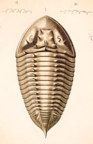 Illustration of Trilobite (Homalonotus armatus) from 'Organization of the Trilobites' by Hermann Burmeister, appearing in the Ray Society translation of his work published in 1846. The illustrations a...