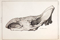 Illustration of Wooly Rhinoceros (Coelodonta antiquitatis) skull, copperplate engraving from the work of Sir Everard Home before 1823.