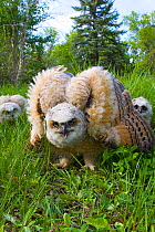 Great horned owlet (Bubo virginianus) displaying defensive warning, Regina, Saskatchewan, Canada, June
