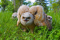 Great horned owlet (Bubo virginianus) displaying defensive warning, Regina, Saskatchewan, Canada, June