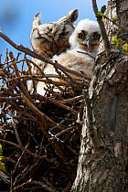 Great horned owlet (Bubo virginianus) with mother in nest, Regina, Saskatchewan, Canada, May