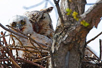 Great horned owlet (Bubo virginianus) with mother in nest, Regina, Saskatchewan, Canada, May