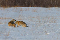 Coyote (Canis latrans) pair courtship behaviour on the Canadian prairie, Saskatchewan, Canada, February
