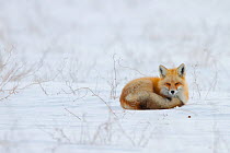 Red fox (Vulpes vulpes) resting on the Canadian prairie, Saskatchewan, Canada, February