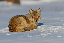 Coyote (Canis latrans) curled up on snow, resting on the Canadian prairie, Saskatchewan, Canada, February
