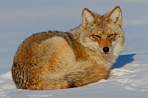 Coyote (Canis latrans) curled up on snow, resting on the Canadian prairie, Saskatchewan, Canada, February
