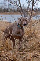 Weimaraner dog in prairie field pointing, Saskatchewan, Canada, April