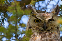 Great horned owl (Bubo virginianus) adult portrait, Saskatchewan, Canada, May