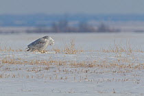 Snowy owl (Bubo scandiaca) male expelling pellet on the Canadian prairie, Saskatchewan, Canada, March, sequence 1/3