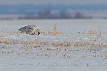 Snowy owl (Bubo scandiaca) male expelling pellet on the Canadian prairie, Saskatchewan, Canada, March, sequence 2/3