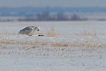 Snowy owl (Bubo scandiaca) male expelling pellet on the Canadian prairie, Saskatchewan, Canada, March, sequence 3/3