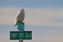 Snowy owl (Bubo scandiaca) resting on road sign Canadian prairie, Saskatchewan, Canada, March