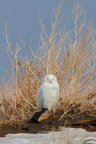 Snowy owl (Bubo scandiaca) male resting on northern migration across Canadian prairie, Saskatchewan, Canada, March