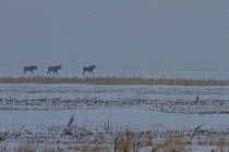 Three young male Moose (Alces alces) in snow storm on the Canadian prairie, Saskatchewan, Canada, November