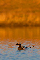 Long tailed Duck / Oldsquaw (Clangula hyemalis) on water, Canada, July