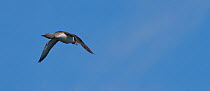 Red throated diver / Loon (Gavia stellata) in flight, Canada, July