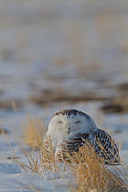 Snowy owl (Bubo scandiaca) resting on the Canadian prairie, Saskatchewan, Canada, February