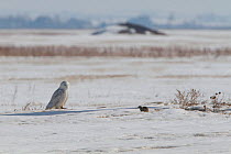 Snowy owl (Bubo scandiaca) hunting on the Canadian prairie looking at a Richardson's ground squirrel (Urocitellus richardsonii) Saskatchewan, Canada, March