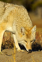 Coyote (Canis latrans) sniffing the ground, looking up, Yellowstone NP, Wyoming, USA, October