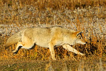Coyote (Canis latrans) running, Yellowstone NP, Wyoming, USA, October
